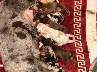 Miniature Dachshund dogs Miniature dashaund puppy’s ready now - Advert 1