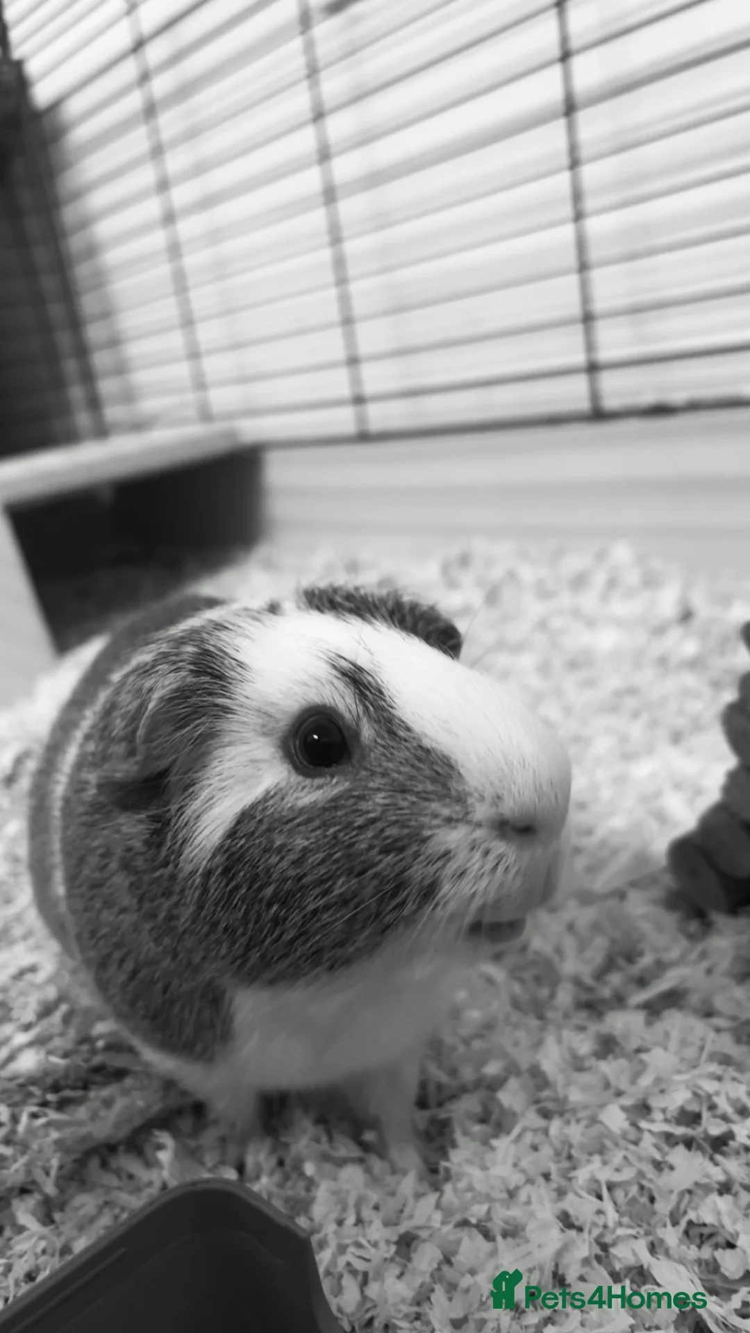 Guinea Pig rodents for sale: baby boys in Swindon - Advert 2