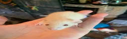 Rat rodents for sale: Dumbo Dwarf Rats - Advert 5