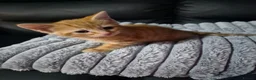 Mixed Breed cats for sale: Beautiful kittens  - Advert 9