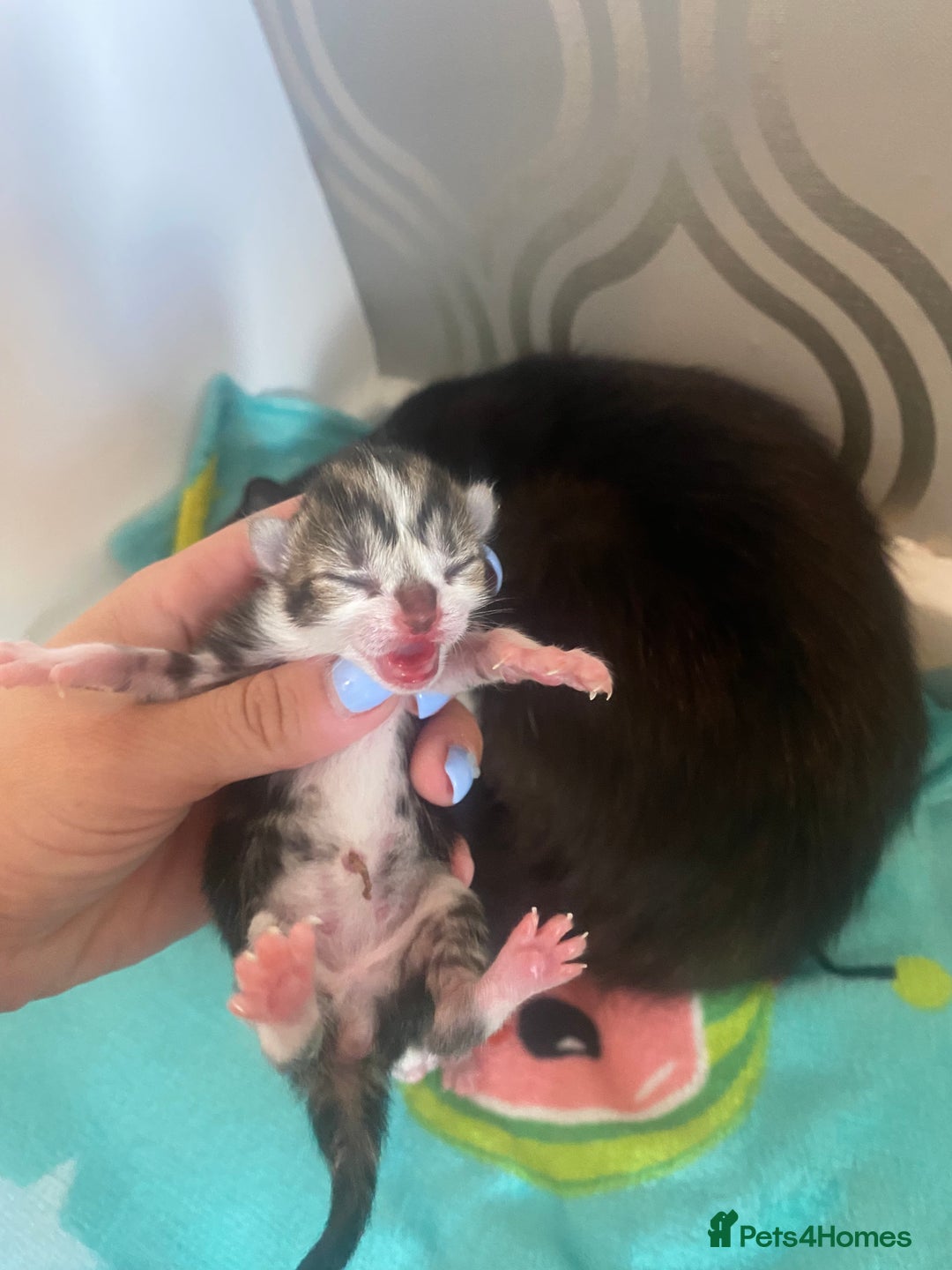 Mixed Breed cats for sale: Kittens  - Image 6