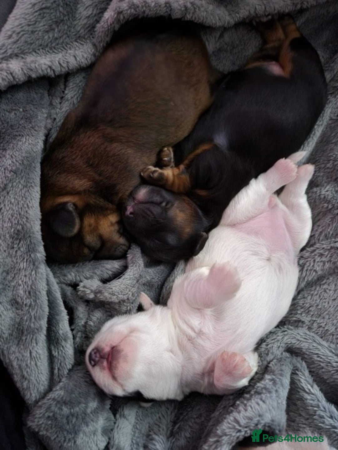 Toy Poodle dogs for stud: Tri Coloured Toy and Miniature studs in Northallerton - Image 20