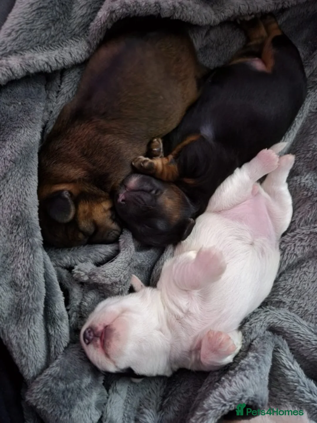 Toy Poodle dogs for stud: Tri Coloured Toy and Miniature studs in Northallerton - Advert 20