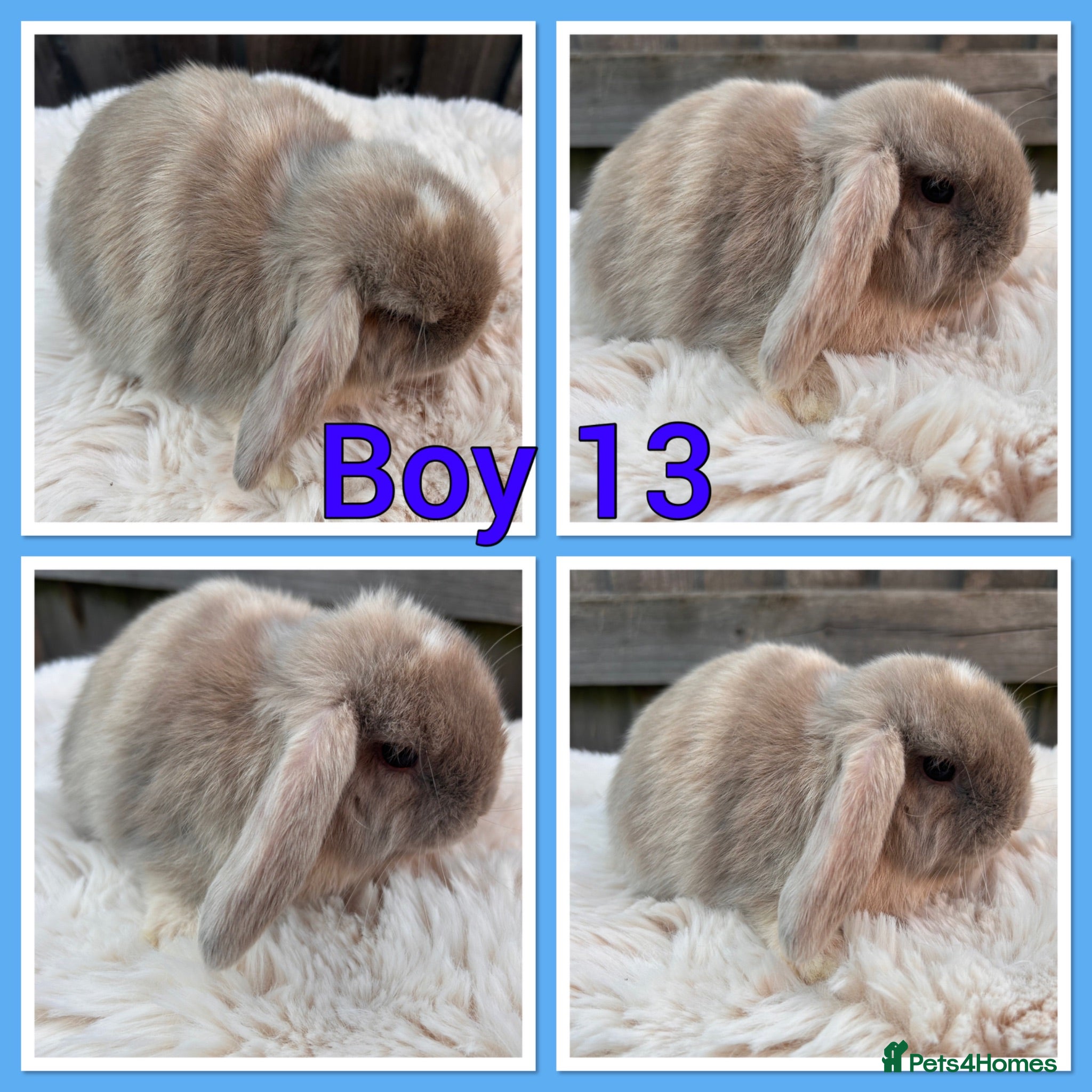 Mini Lop rabbits Pure Mini Lop babies  - Advert 2