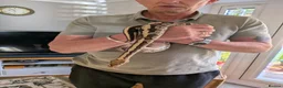 Python Snake reptiles for sale: Royal Python with full Viv set up - Advert 8