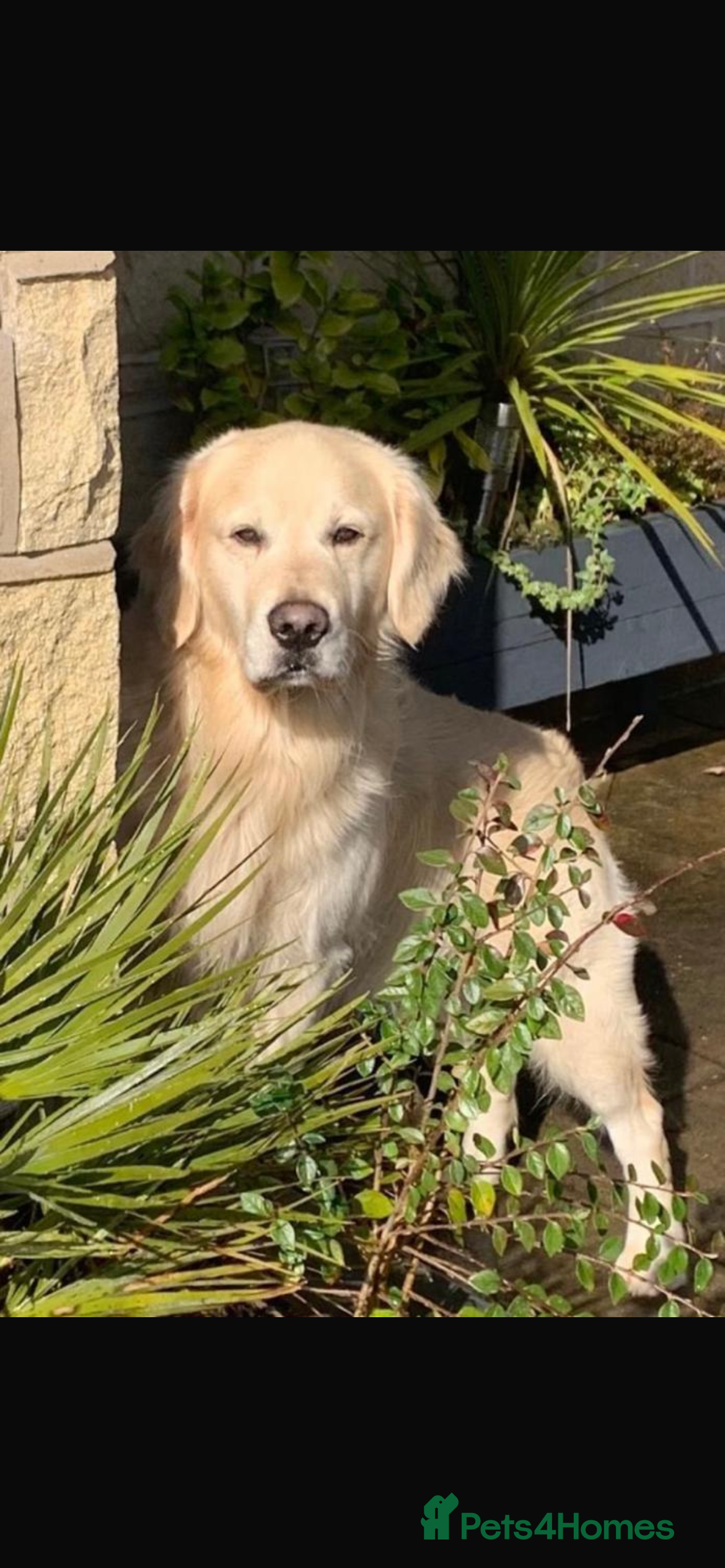 Archie KC name Little Zac