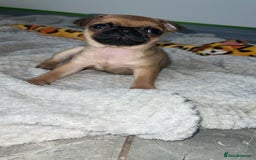 Pug dogs for sale: PUG PUPPYS READY TO GO !!!! - Advert 6