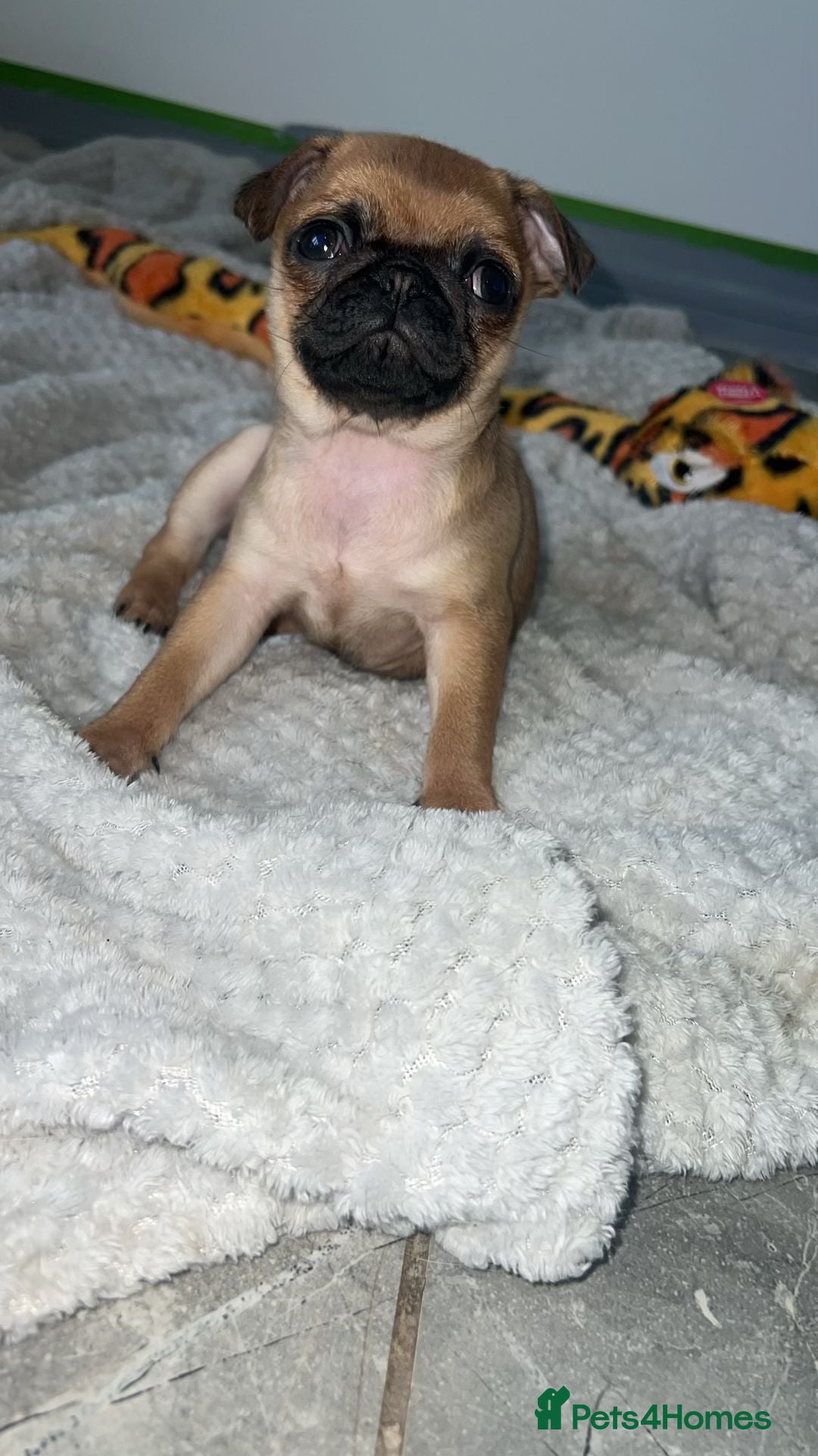 Pug dogs for sale: PUG PUPPYS READY TO GO !!!! - Advert 6