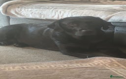 Labrador Retriever dogs for stud: WANTED - STUD - URGENT  - Image 2