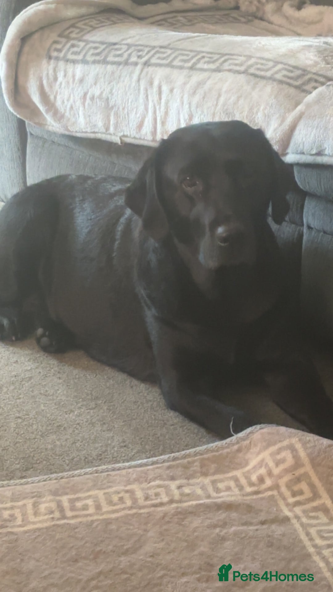 Labrador Retriever dogs for stud: WANTED - STUD - URGENT  - Image 2