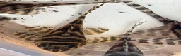 Plecos fish for sale: Large amount of L333 & L333 GoldlinePlecos. 1”-4” - Advert 5