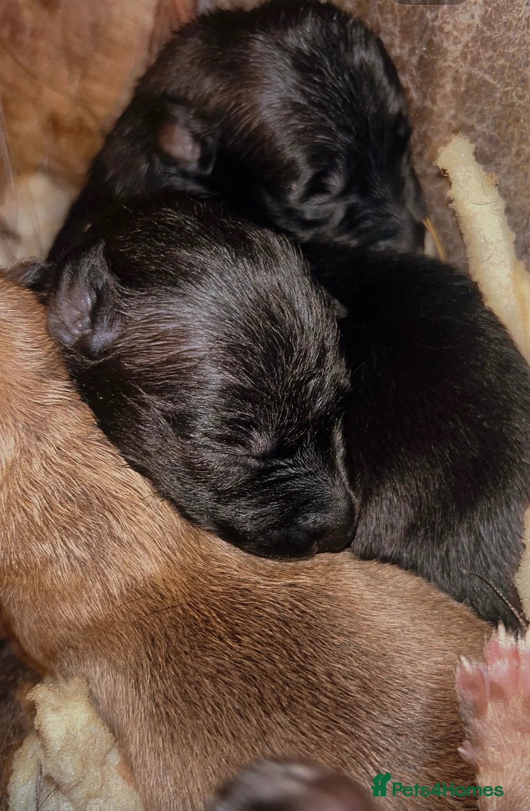 Lurcher dogs for sale: Wheaten bull greyhound in Caernarfon - Advert 2