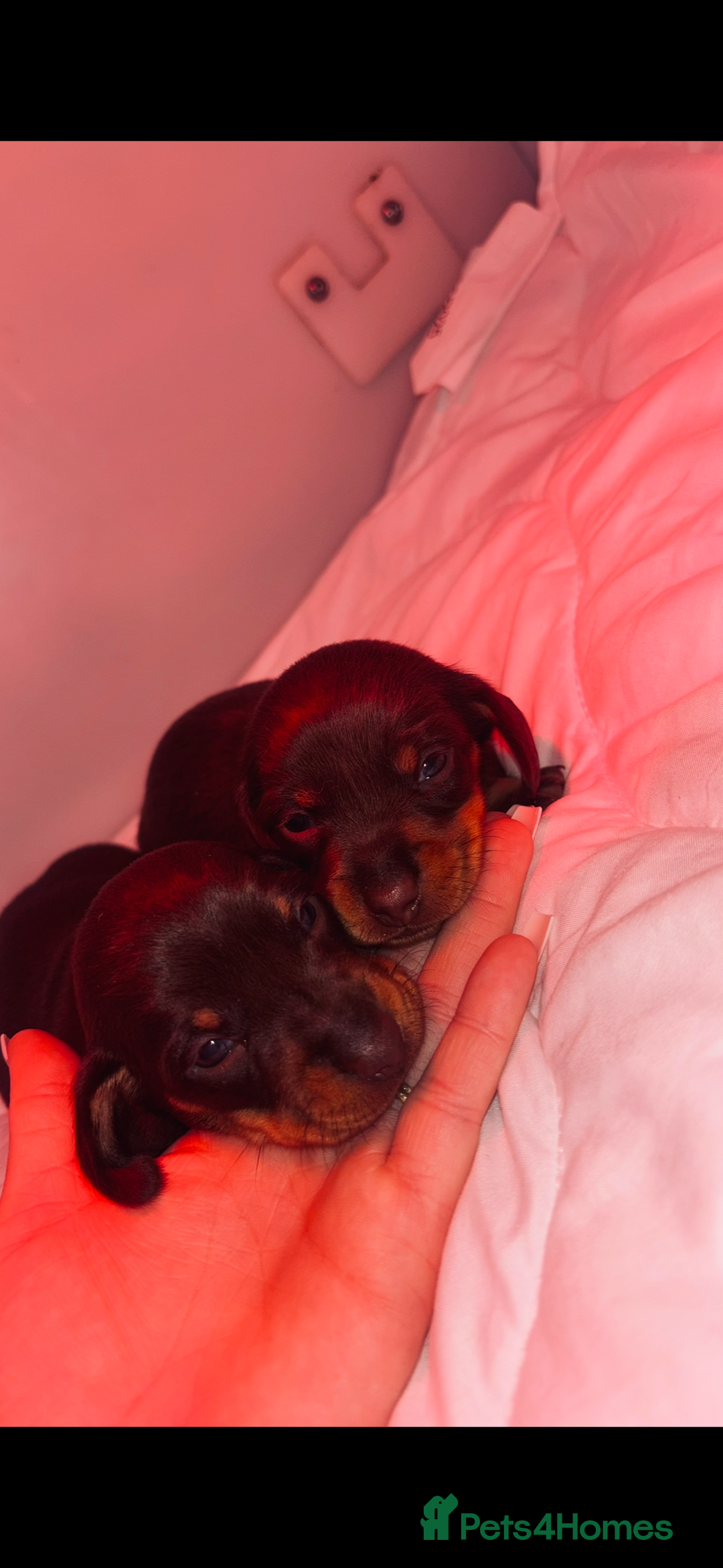 Miniature Dachshund dogs for sale: KC Miniature dachshunds - Advert 14
