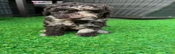 Cockapoo dogs for sale: Cockapoo experience from birth to home 12.5.26 🥰 in Ilkeston - Advert 5