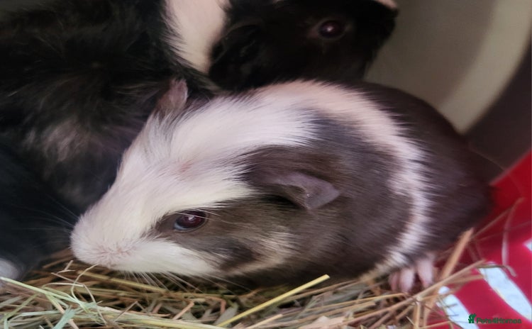 Guinea Pig rodents 1 girl 7 week old guinea pig - Advert 14