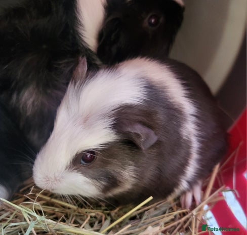Guinea Pig rodents 1 girl 7 week old guinea pig - Advert 14