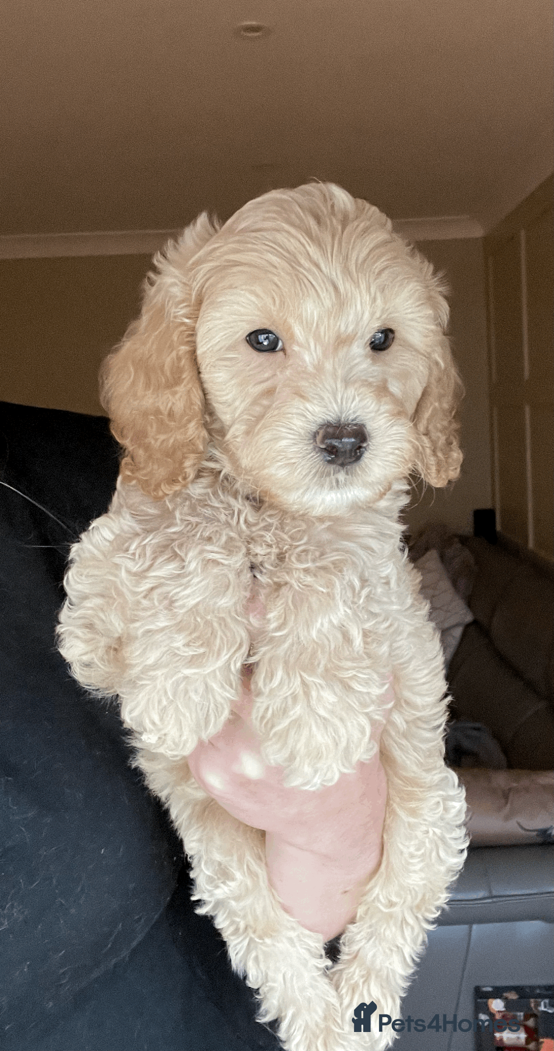 Cockapoo dogs for sale: F1b TOY COCKAPOO PUPS - DNA Health Tested!! - Advert 2