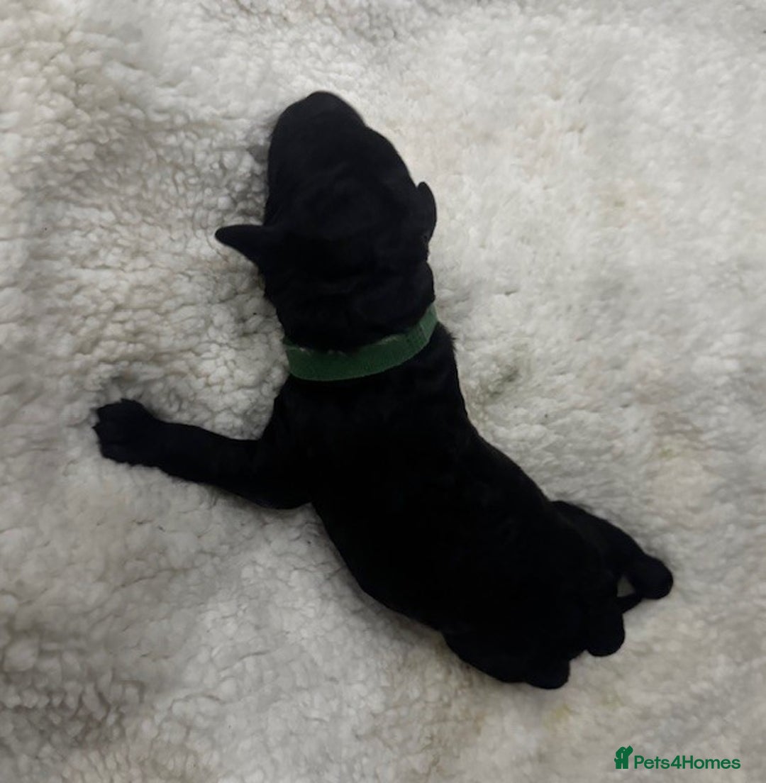 Australian Labradoodle dogs for sale: Annie's Australian Labradoodle Puppies are here! - Advert 16