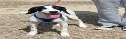 Mixed Breed dogs for adoption: Puppy Tyler wants a new loving forever home - Advert 1