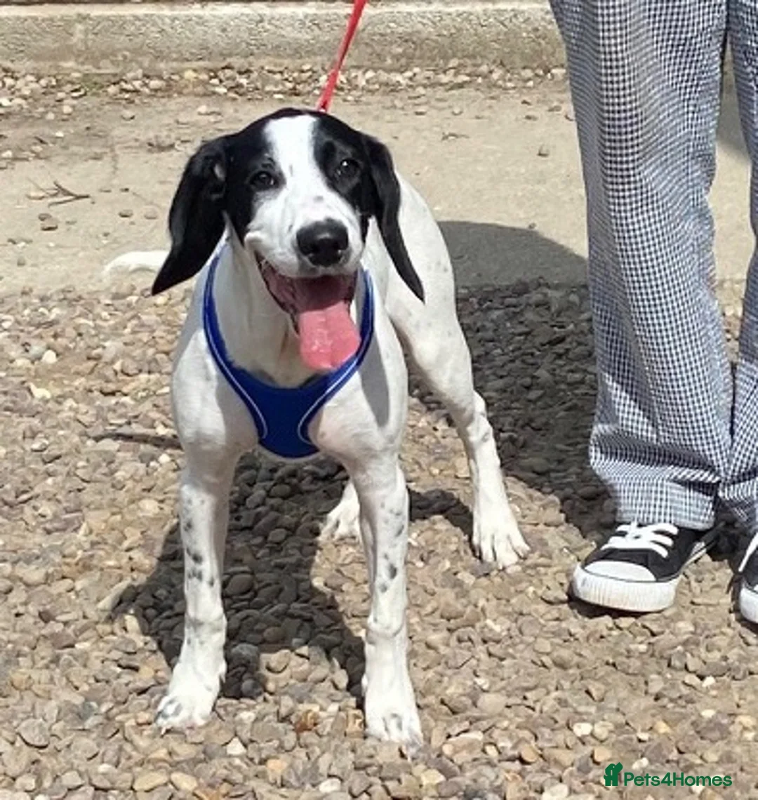 Mixed Breed dogs for adoption: Puppy Tyler wants a new loving forever home - Advert 1