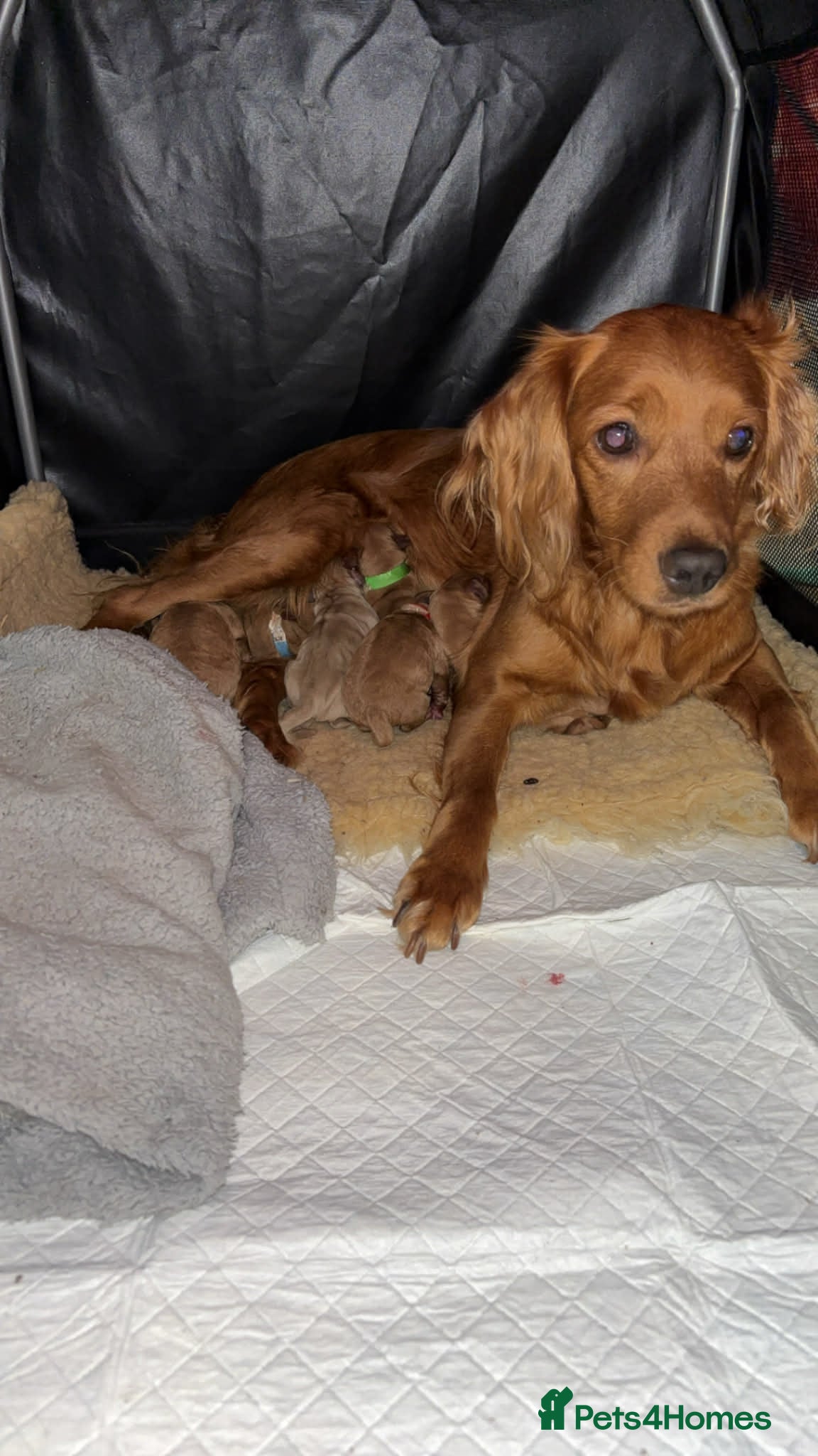 Cockapoo dogs ***BEAUTIFUL F1B COCKAPOOS*** - Advert 1