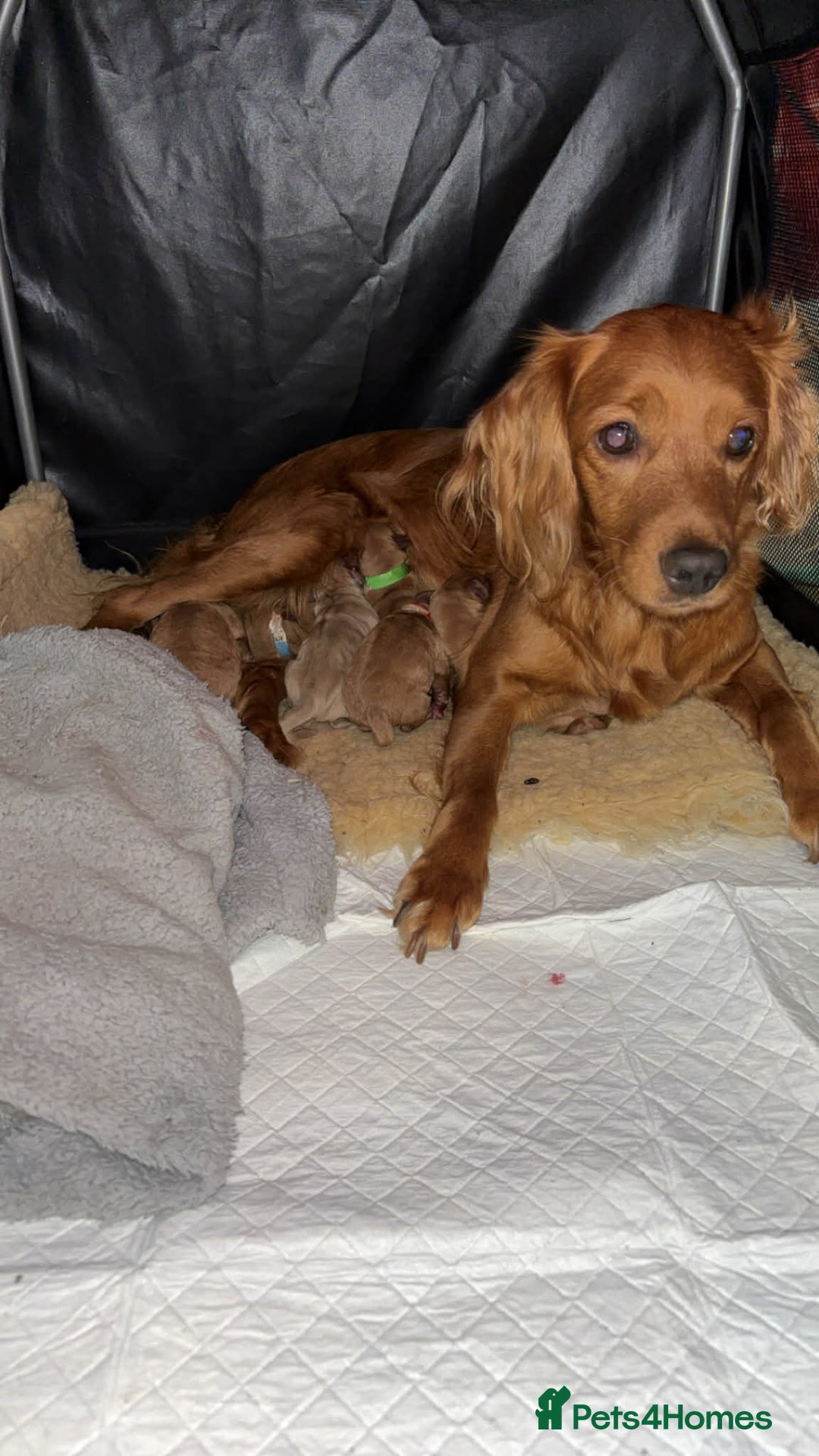 Cockapoo dogs for sale: ***BEAUTIFUL F1B COCKAPOOS*** - Advert 1