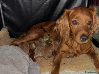 Cockapoo dogs ***BEAUTIFUL F1B COCKAPOOS*** - Advert 6