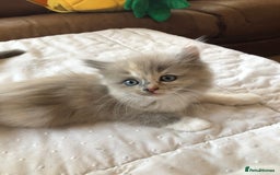 Ragdoll cats for sale: Tica Mink & Sepia Cherubim Ragdoll kittens. 2girls - Image 1