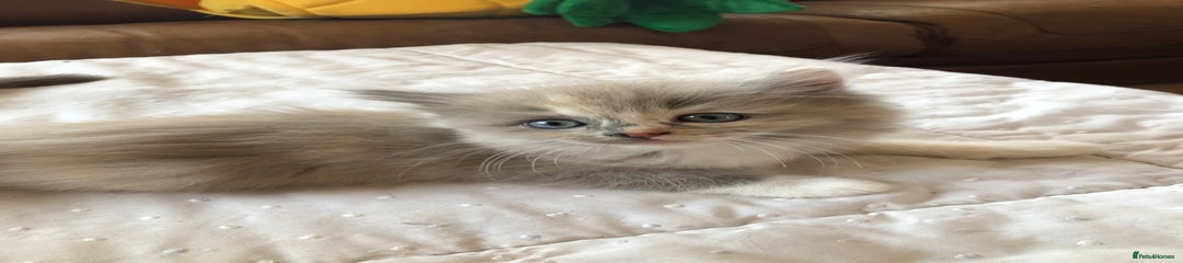 Ragdoll Kitten 1