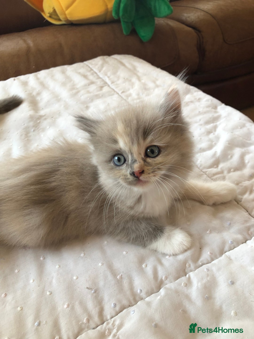 Ragdoll cats for sale: Tica Mink & Sepia Cherubim Ragdoll kittens. 2girls - Image 1