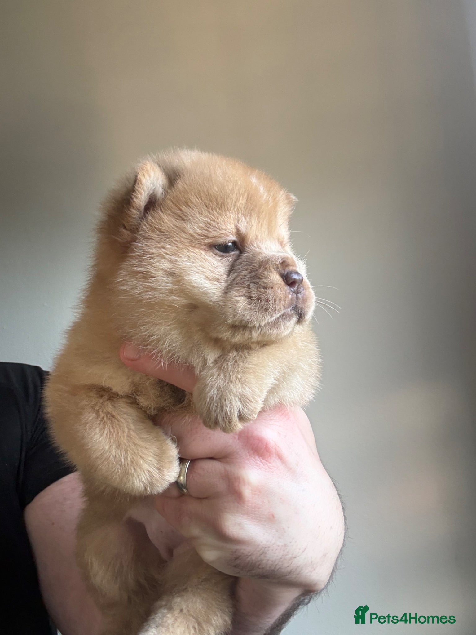 Chow Chow dogs Chow Puppies - Advert 7