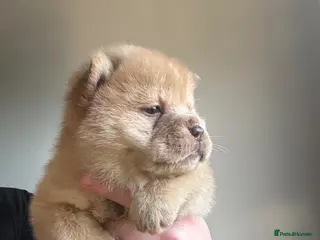 Chow Chow dogs Chow Puppies - Advert 7