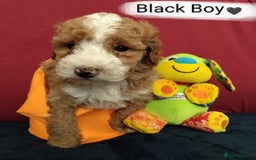 Cockapoo dogs for sale: * 1 Left* Beautiful Unique Cockapoo Puppies - Advert 11