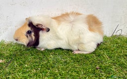 Guinea Pig rodents for sale: Super calm and friendly female guinea pigs  - Image 10