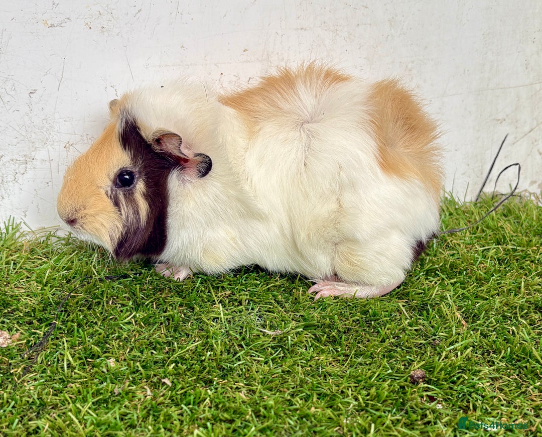 Guinea Pig rodents for sale: Super calm and friendly female guinea pigs  - Image 10