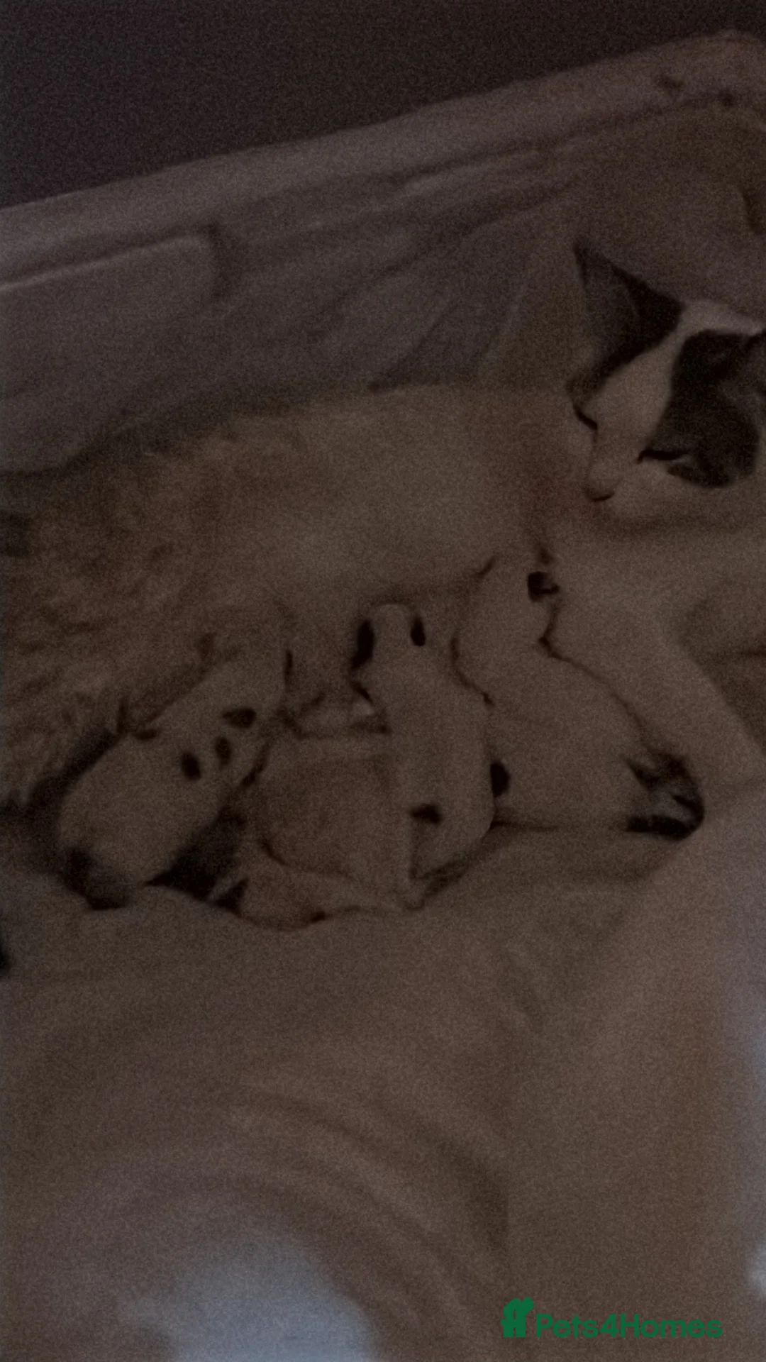 Mixed Breed cats for sale: 2 kittens left ready to leave  - Advert 2