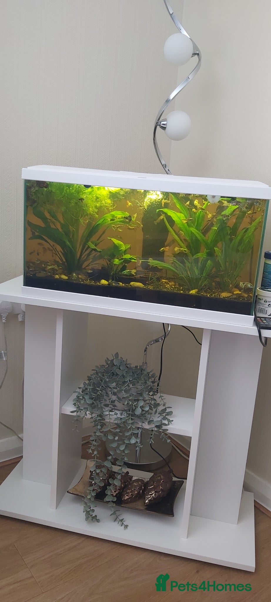 Live Bearers fish Fish and tank - Advert 1