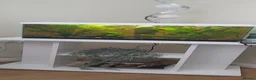 Live Bearers fish for sale: Fish and tank - Advert 1