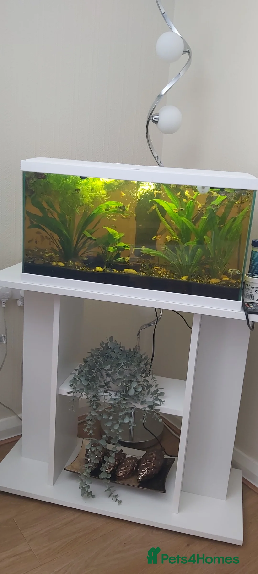 Live Bearers fish for sale: Fish and tank - Advert 1