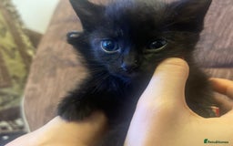 Mixed Breed cats for sale: Kittens for sale - Image 3