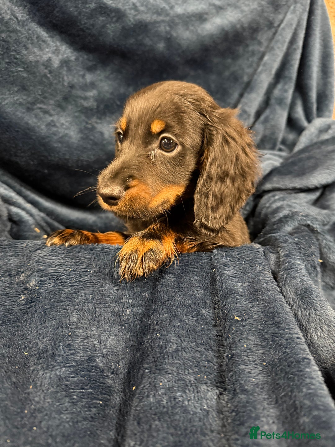 Dachshund dogs for sale: Dachshund Puppies - Image 14