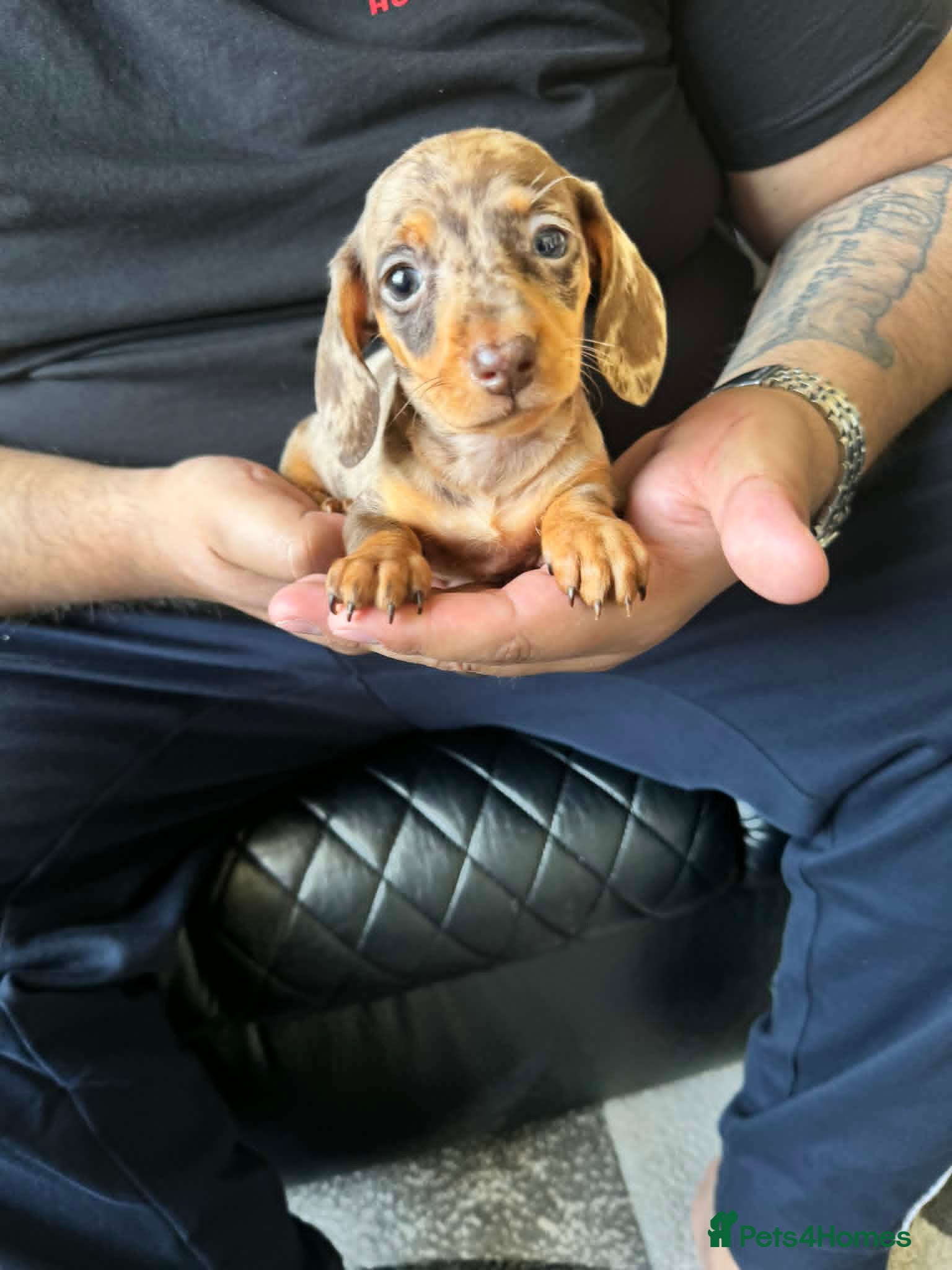 Dachshund dogs Miniature Dachshund Puppies - Advert 5