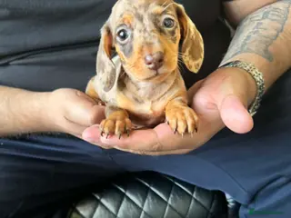 Dachshund dogs Miniature Dachshund Puppies - Advert 5