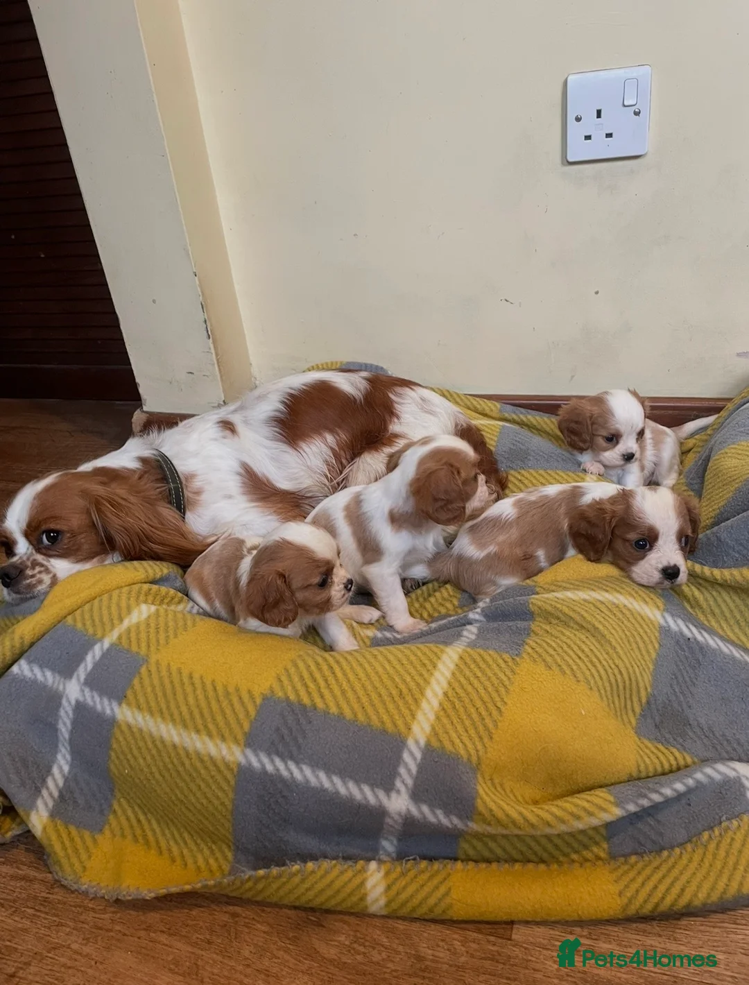 Cavalier King Charles Spaniel dogs for sale: ⭐️ Cavalier King Charles puppies ⭐️ - Advert 9