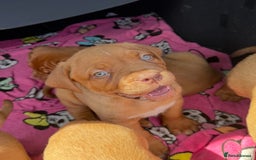 Dogue De Bordeaux dogs for sale: Beautiful litter of dogue de bordeauxs - Image 25