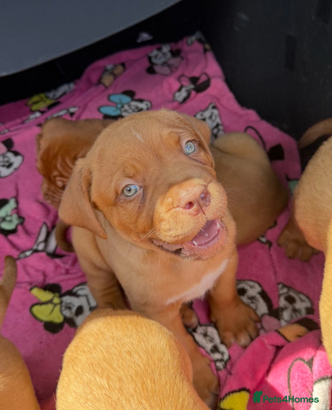 Dogue De Bordeaux dogs for sale: Beautiful litter of dogue de bordeauxs - Image 25