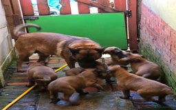 Belgian Shepherd Dog dogs for sale: Belgium Malinois pups for sale - Advert 2