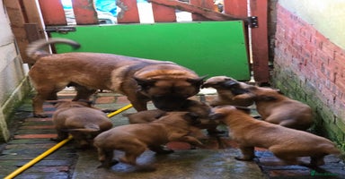 Belgian Shepherd Dog dogs Belgium Malinois pups for sale - Advert 10