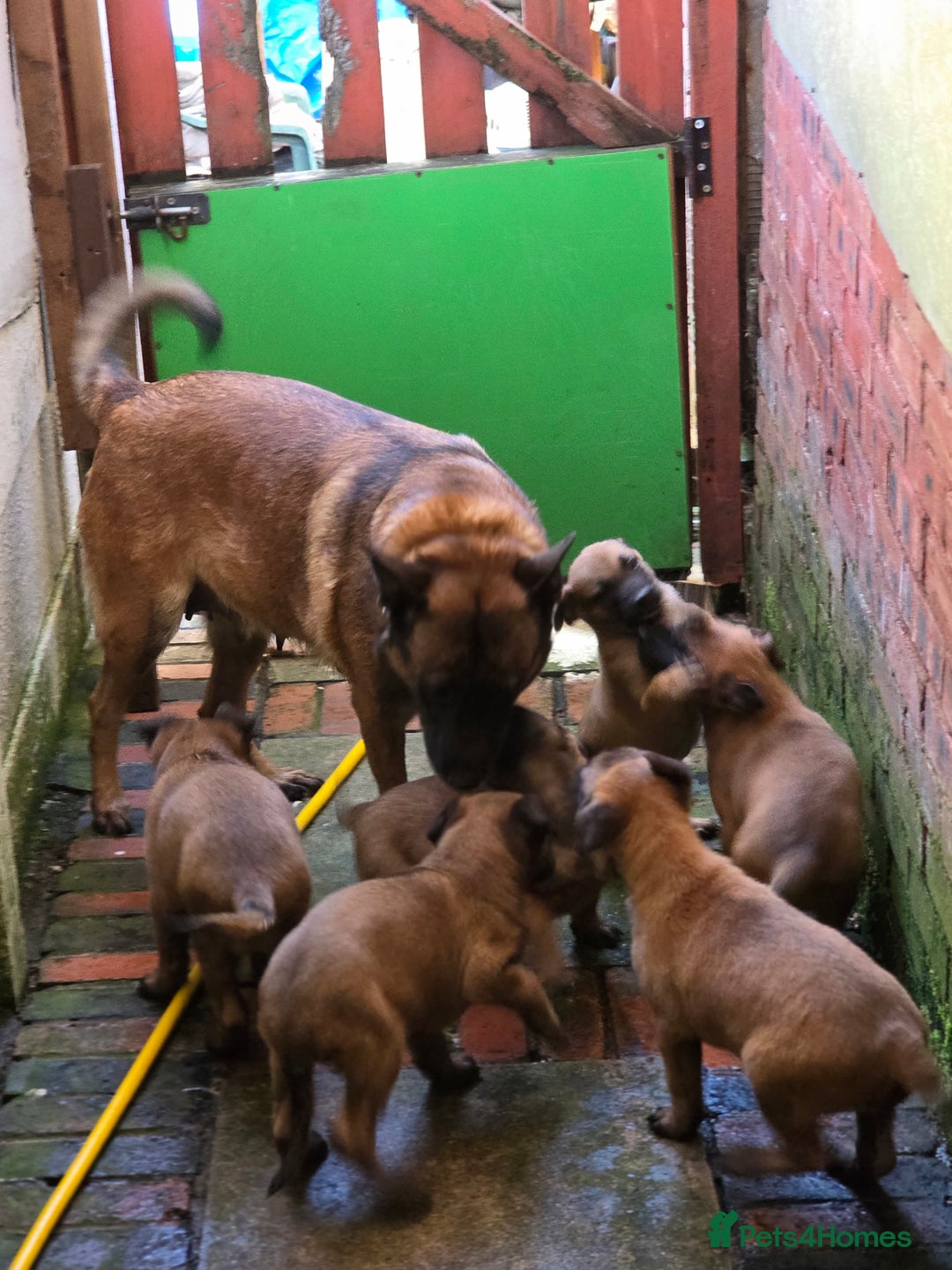 Belgian Shepherd Dog dogs for sale: Belgium Malinois pups for sale - Advert 2