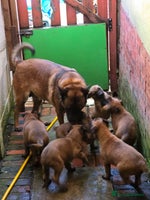 Belgian Shepherd Dog dogs Belgium Malinois pups for sale - Advert 1